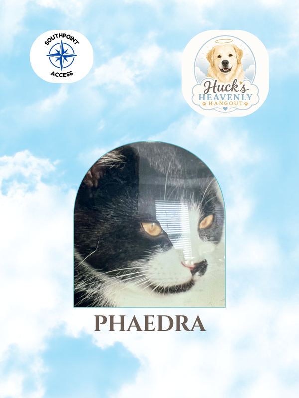 Pet Remembrance: Phaedra