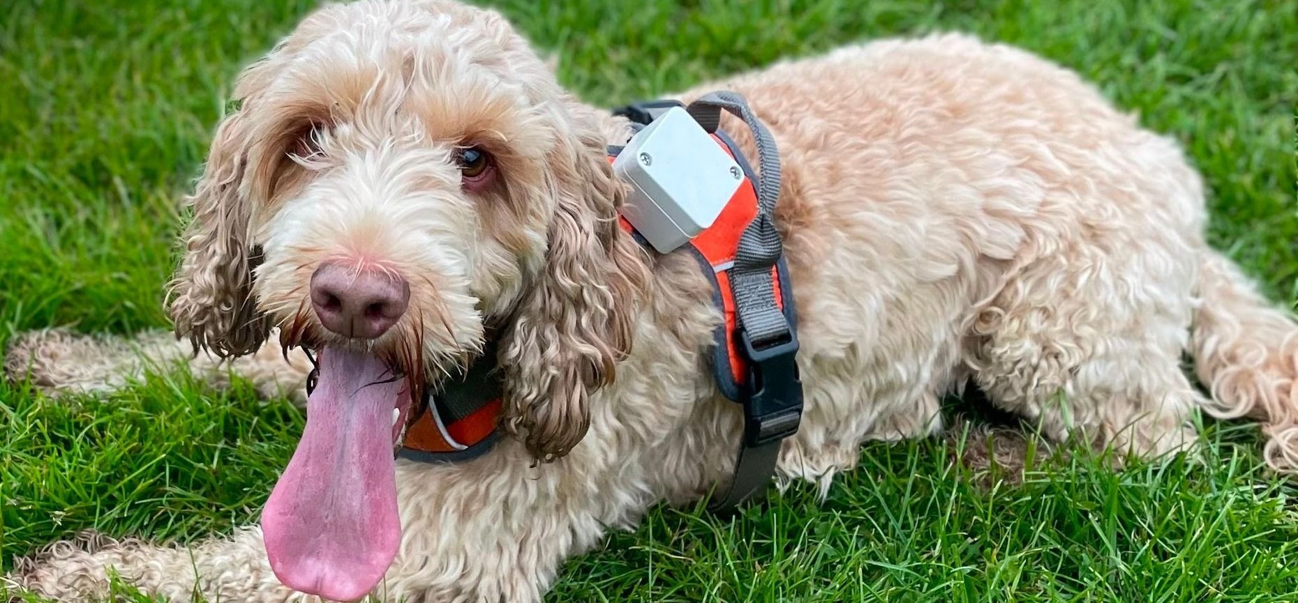 React on the ESP32 with PlatformIO