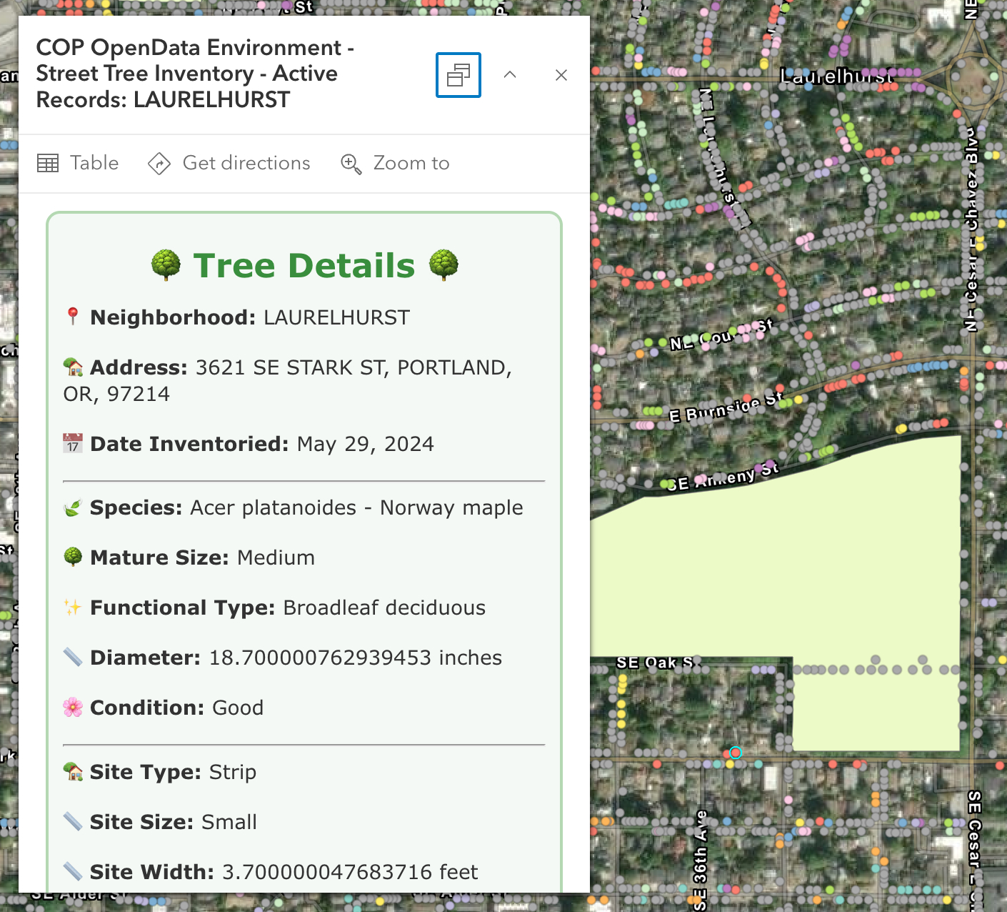 Interactive map interface displaying detailed information about a Norway maple tree in Portland's Laurelhurst neighborhood, including its location at 3621 SE Stark St, species identification, diameter measurements, and condition assessment, with colorful data points representing the city's street tree inventory scattered across the aerial view.