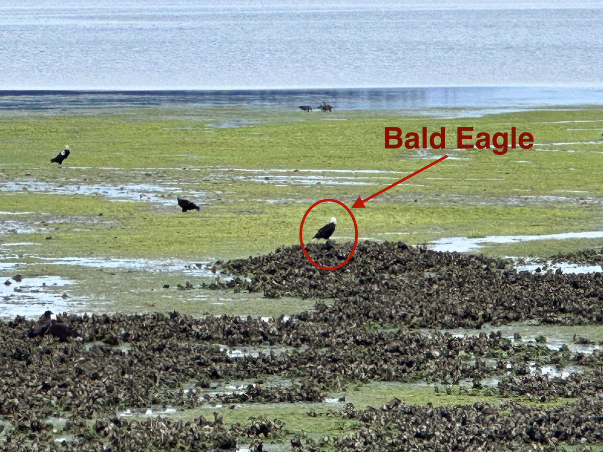 A picture of a salty-marsh with Bald Eagles going fishing.