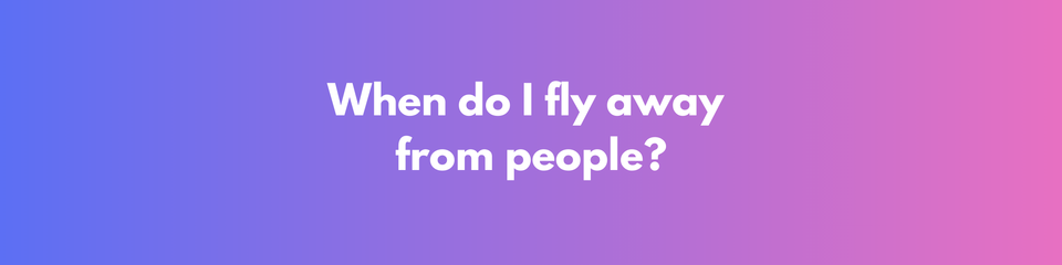Birds Fly Away