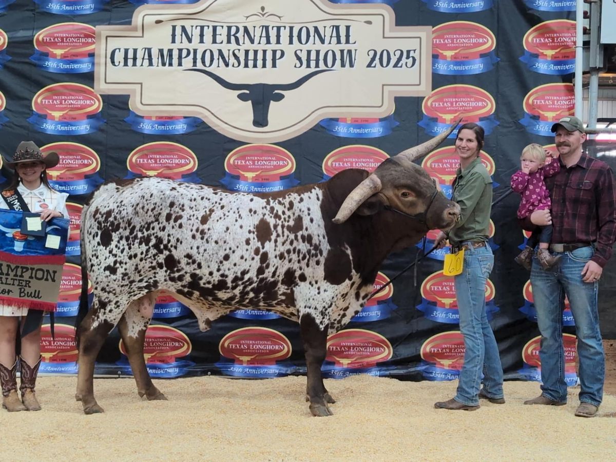Former Hudson Residents Earn Top Honors with Champion Longhorn Bull