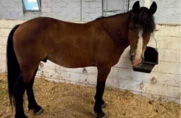 Animals, Education and Ag Awareness Take Center Stage at Cattle Congress
