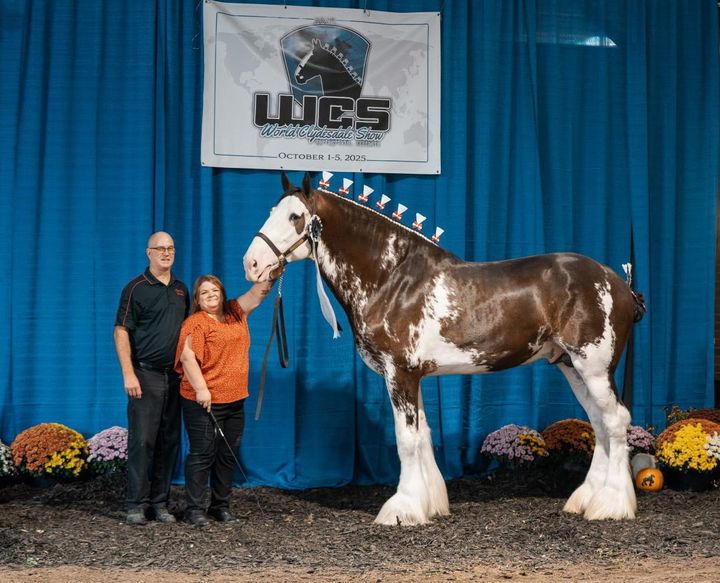 Soo Line: Hand in Hand, Eagle Center Couple Raises Champion Clydesdales