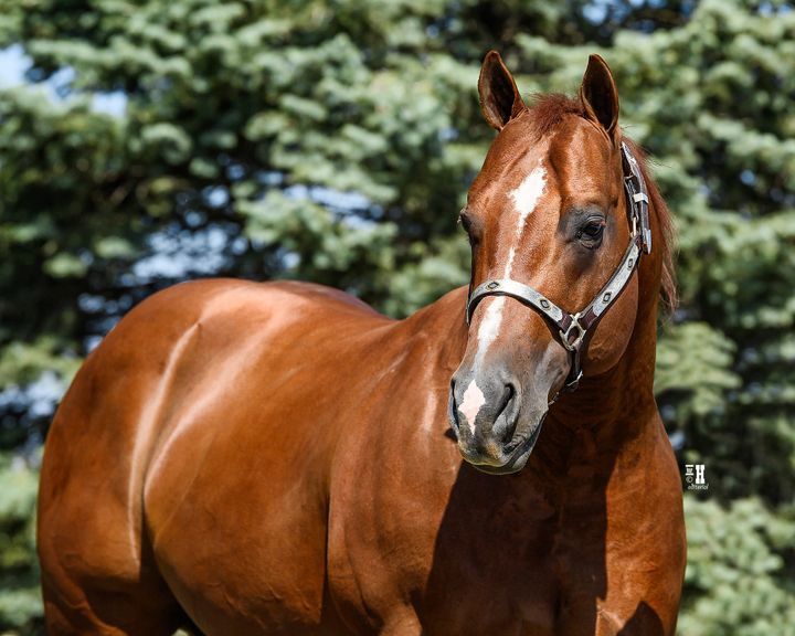 Local Stallion inducted into the Iowa Quarter Horse Association Hall of Fame