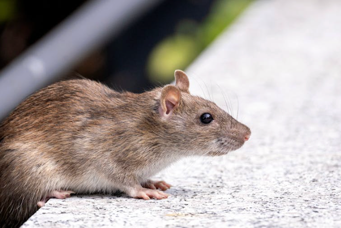 A hantavirus update