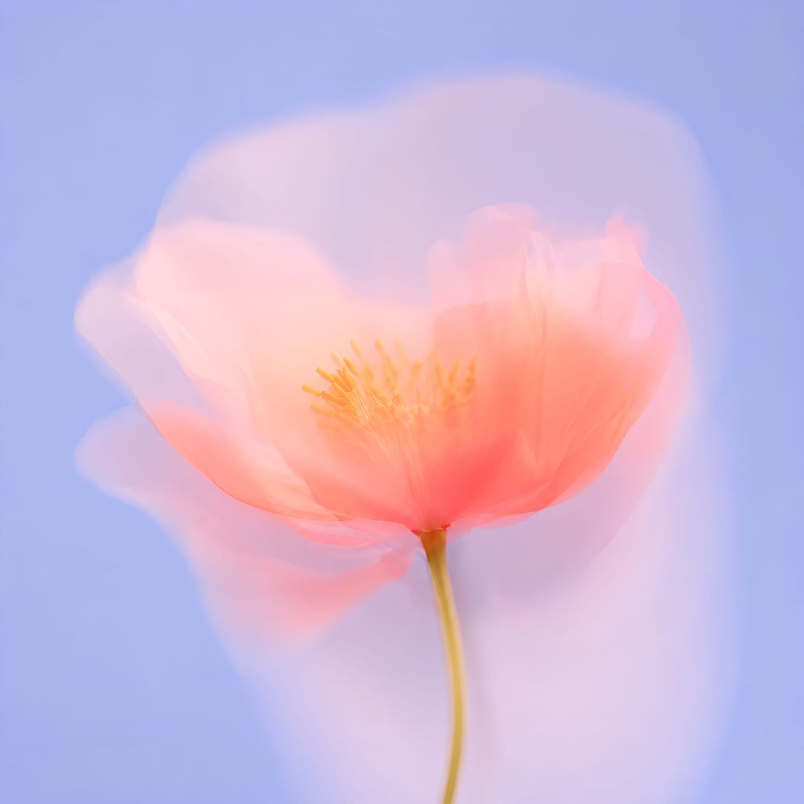 Ethereal Pastel Bloom In Soft Focus