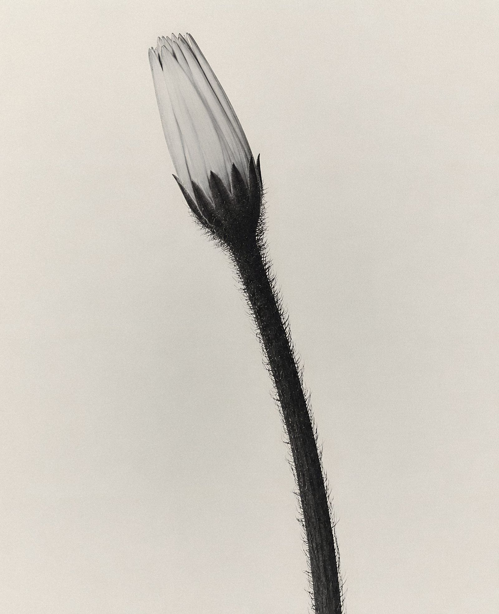 Solitary Bloom In Minimalist Light