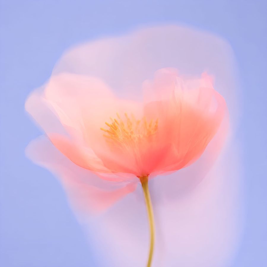 Ethereal Pastel Bloom In Soft Focus