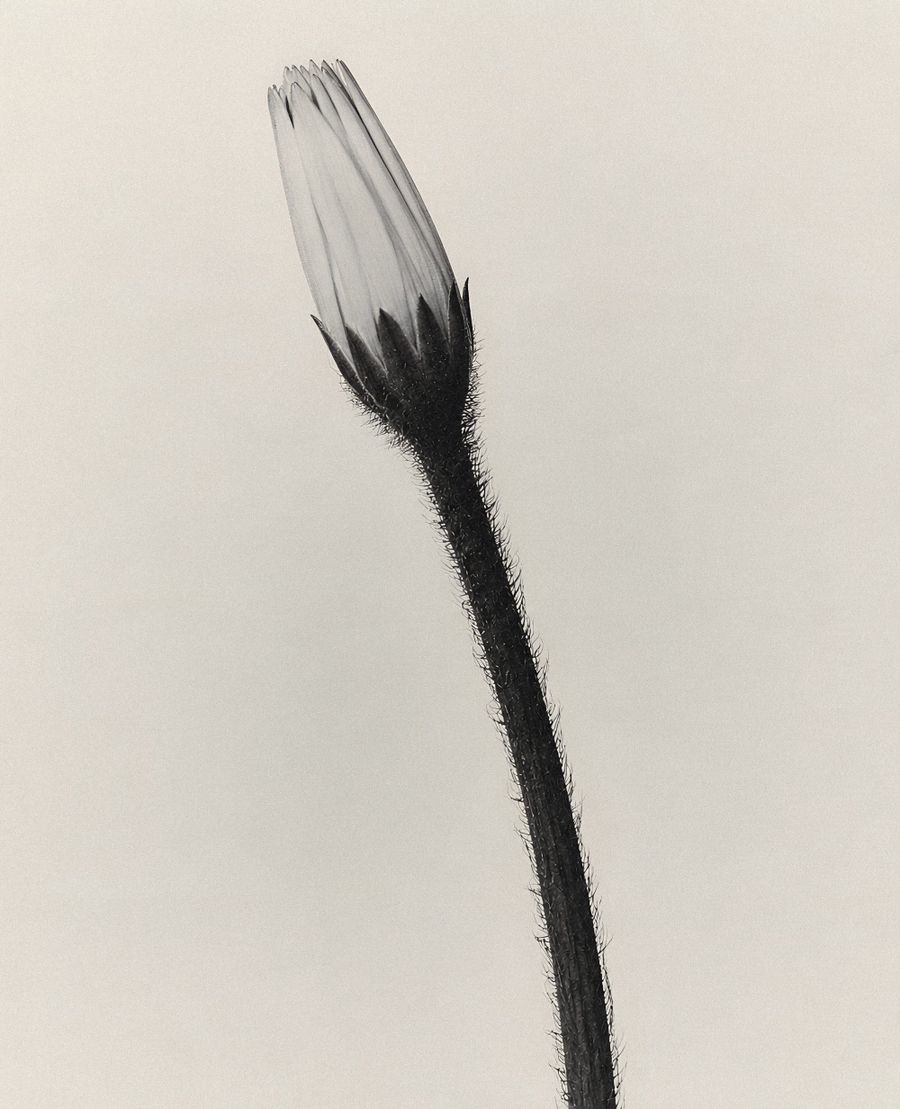 Solitary Bloom In Minimalist Light