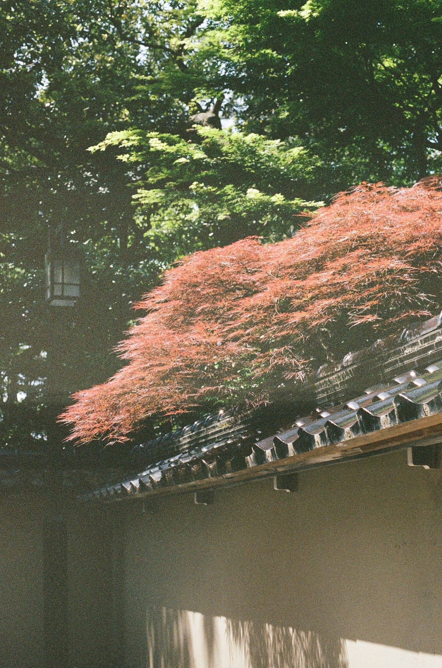 Fall foliage along historic Japanese architecture