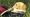 Shulk lying on the grass with a dragonfly in front of him. 