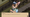 Adventure in the land down under when you play UnQuollified!