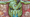 Randy the punk rock unicorn stares out angrily amidst a background of dragons on the cover of Empiria #4 