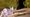 Warrior Cats: Clans of the Forest Review
