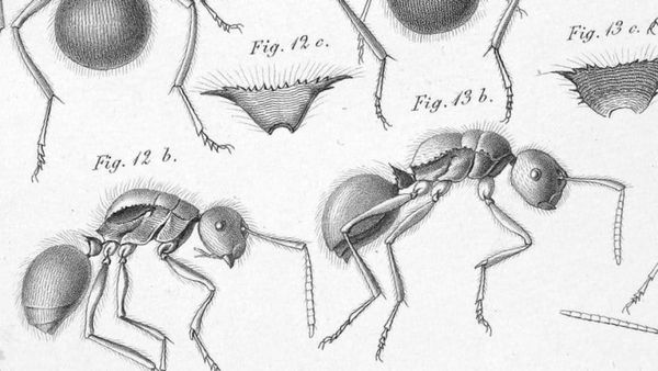 Why does complexity science like ants so much?