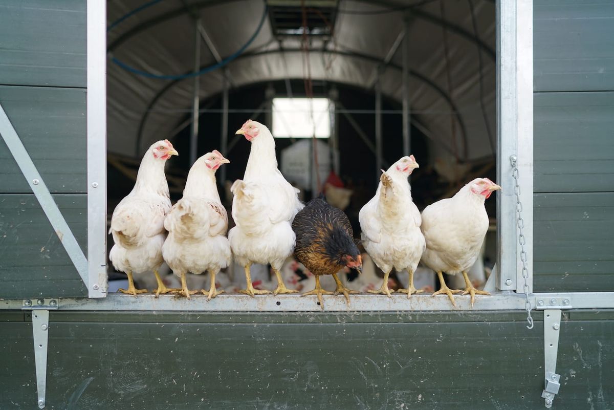 Plaw Hatch Farm: putting the culture back into agriculture