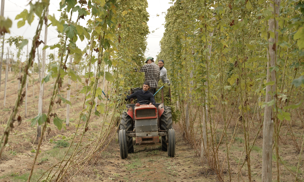 Twelve farms, hop harvest & back at Hockham