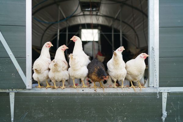 Plaw Hatch Farm: putting the culture back into agriculture