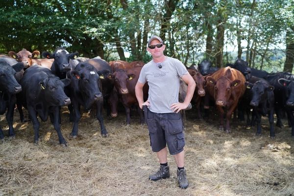 Grazing with nature: how Sam Newington is rethinking cattle farming at Limden Brook