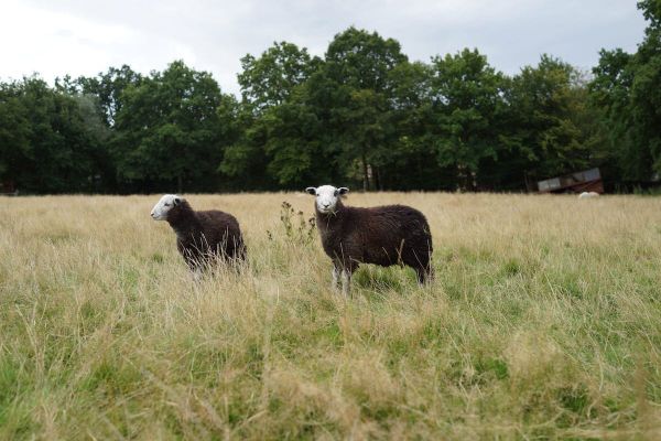 Why the grass might be greener for a new breed of sheep farmers