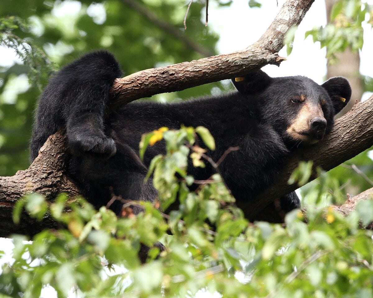 A black bear with tags in its ears hangs on a tree branch.