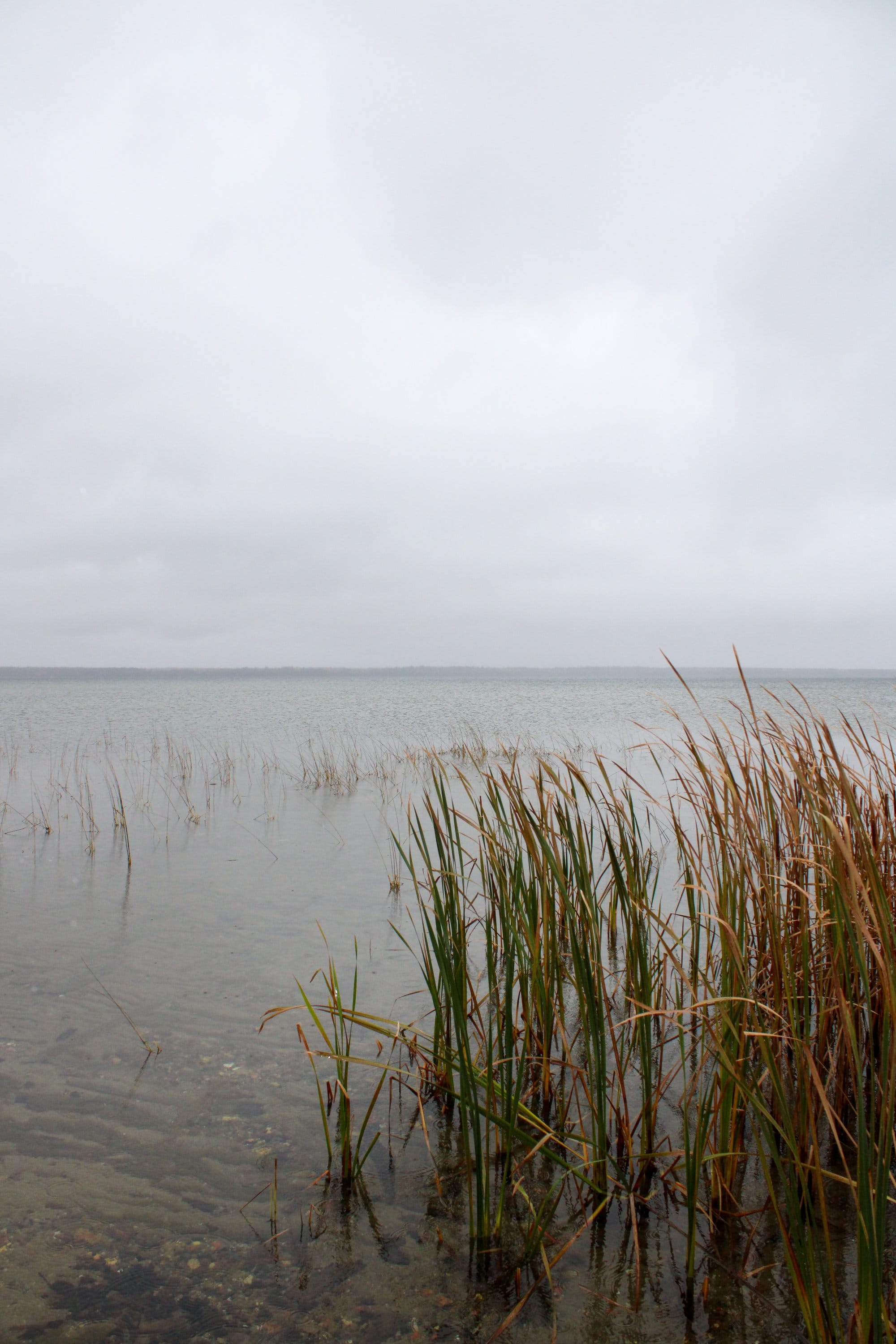 Grass grows in the shallow waters of Leech Lake near Cass Lake, Minnesota, Monday, Oct.