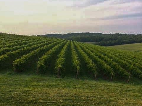 Nick Pehle’s vineyard near Etlah, Missouri, stands in an undated photo.