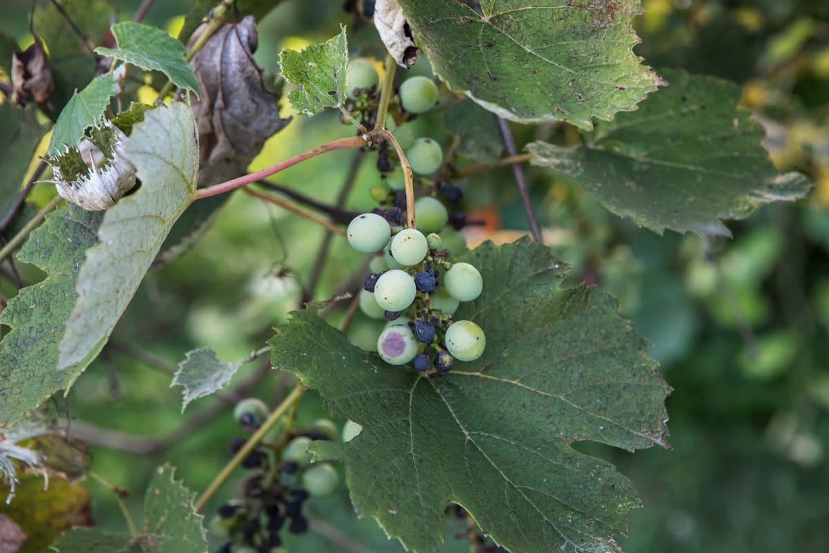 These grapes on a farm in Auxvasse, Missouri, show signs of damage in a 2013 photo.