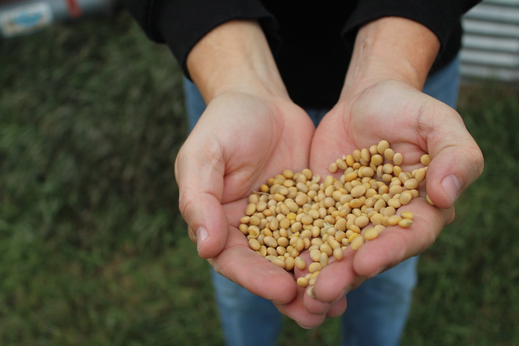 North Dakota farmer Tyler Stafslien holds soybeans harvested in fall 2025.