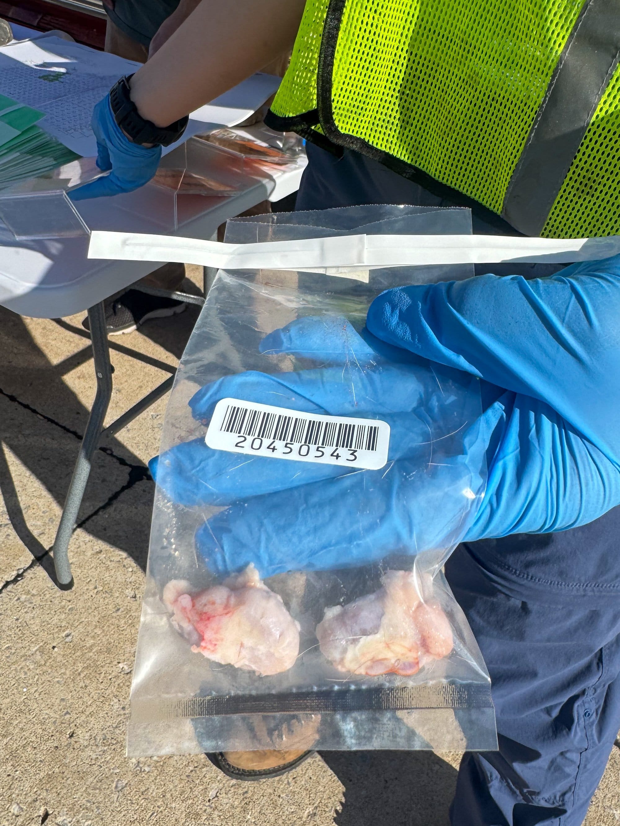 Sarah Billington, an administrative assistant with the Missouri Department of Conservation, deposits two retropharyngeal