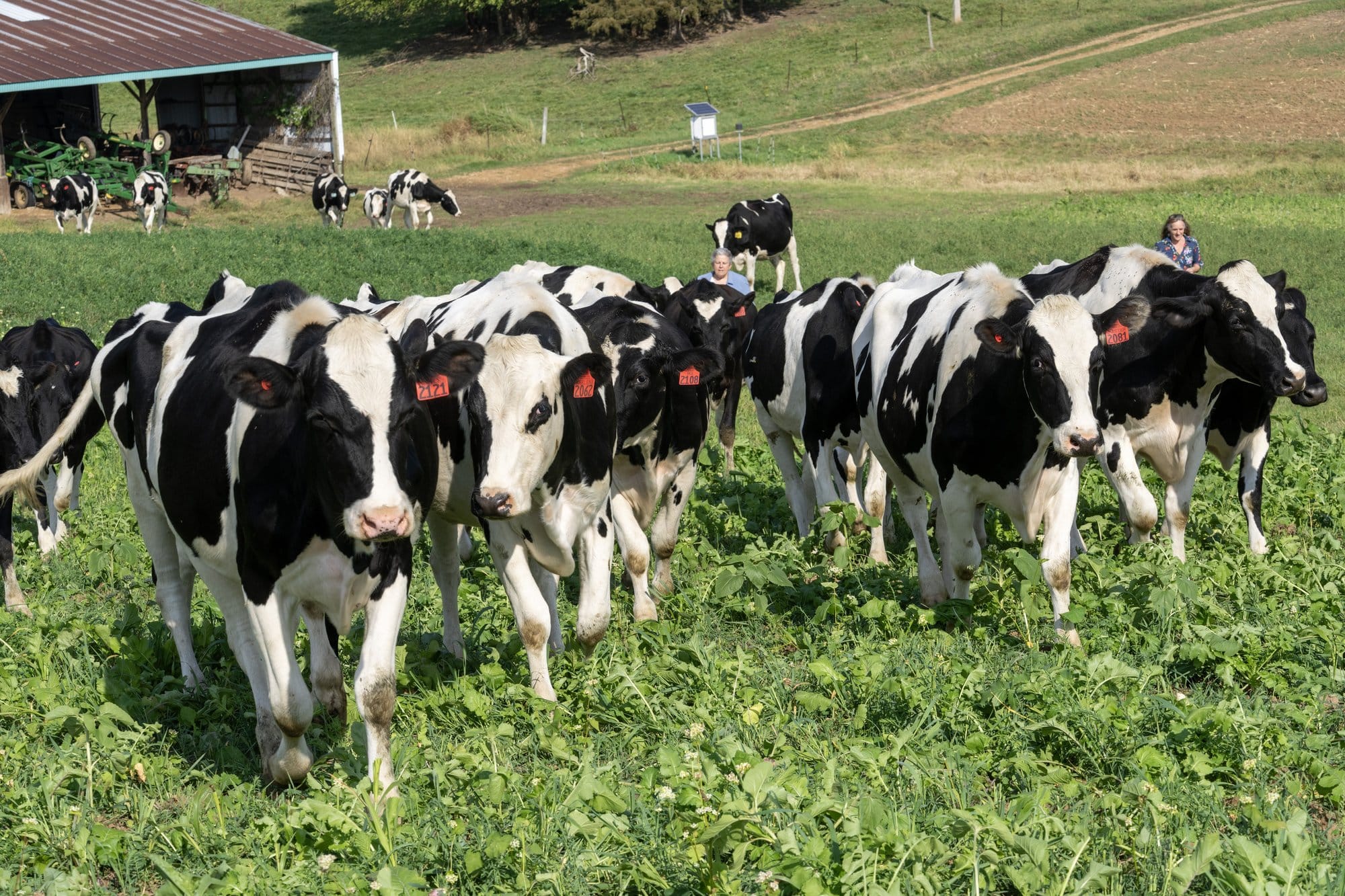 Sister Julie Schwab, center, and Fields of Sinsinawa project manager Julia Gerlach, far right, follow a tenant farmer’s cows