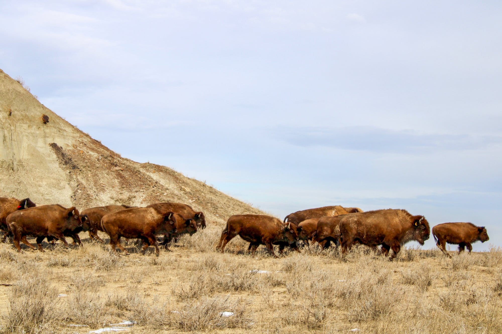 On the Standing Rock Reservation, a group of buffalo start a stampede after being spooked by the herd manager’s vehicle,