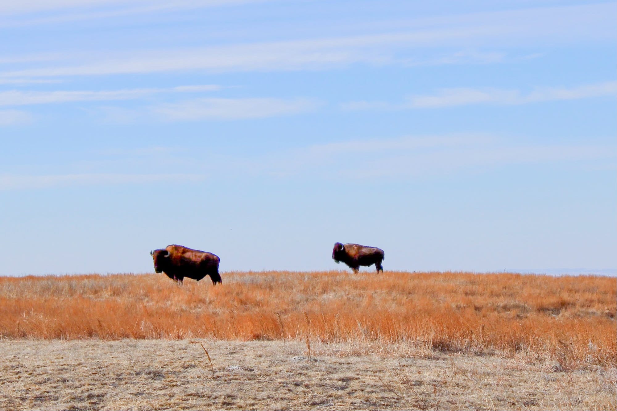 Two bulls rest at the top of a butte in Unit 41 at the Standing Rock Reservation, Selfridge, North Dakota, Friday, Jan.