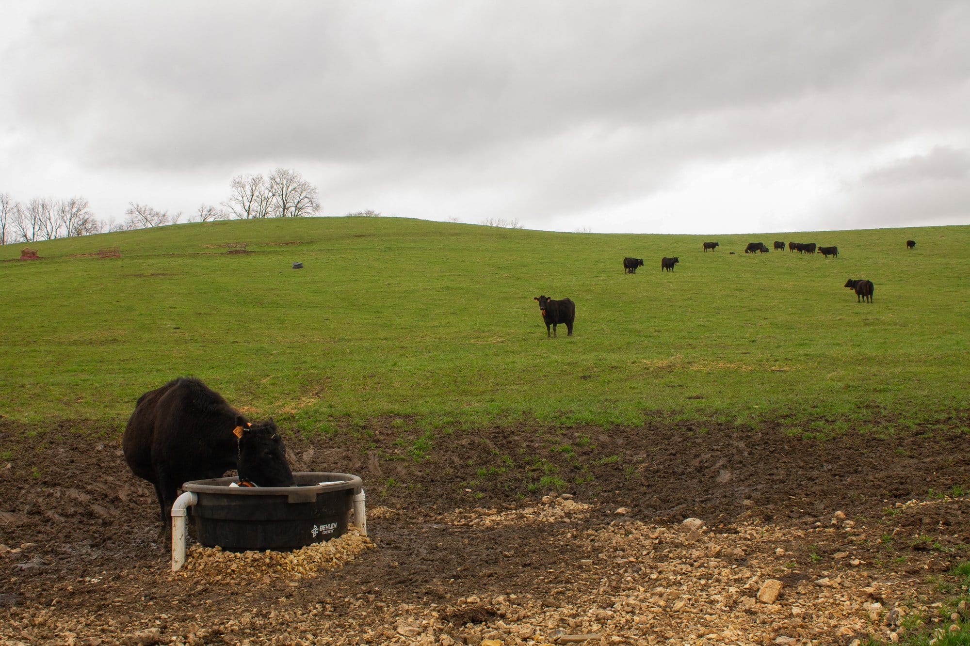 A scattered herd of Greg Thoren’s cows in Stockton, Illinois, April 13, 2026.