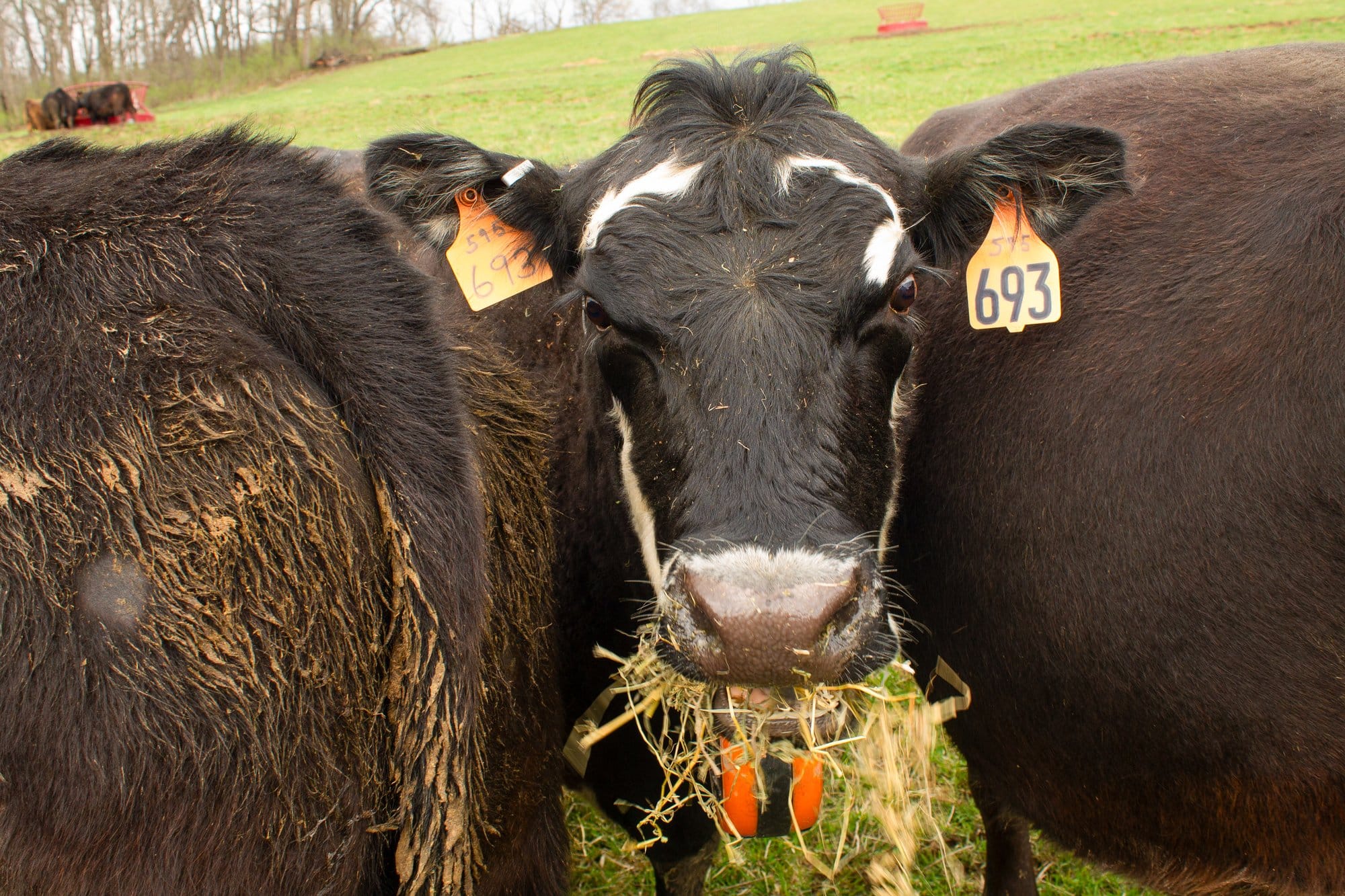 One of Greg Thoren’s cows munches on some hay April 13, 2026 in Stockton, Illinois.