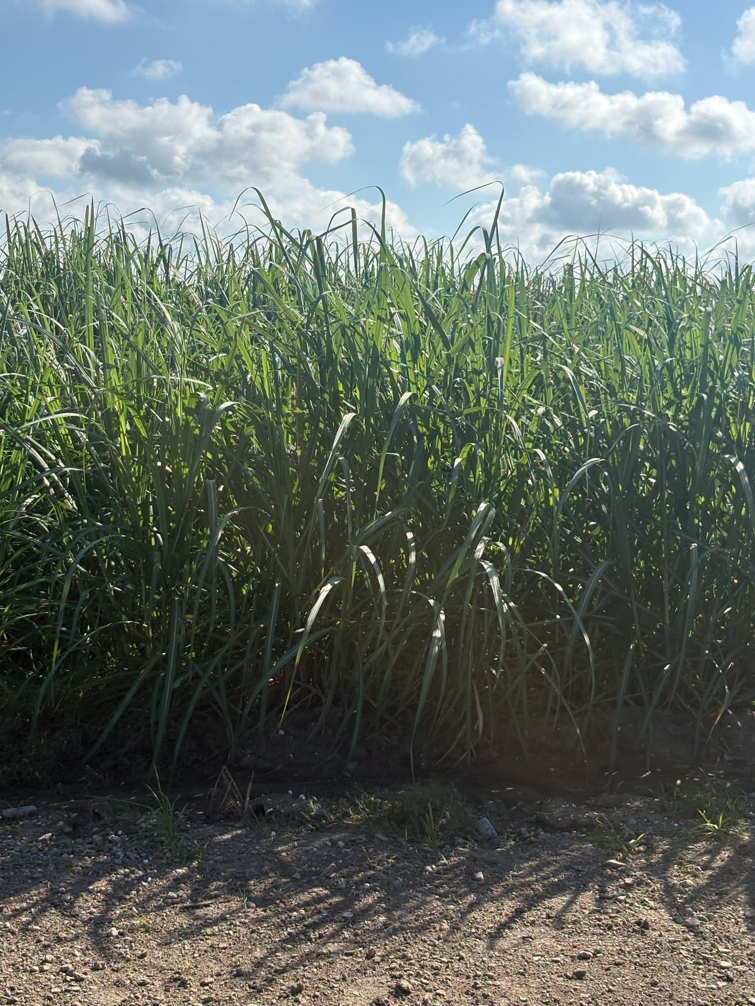 In Iberia Parish, sun-drenched land that has traditionally been covered by sugarcane also appeals to companies hoping to