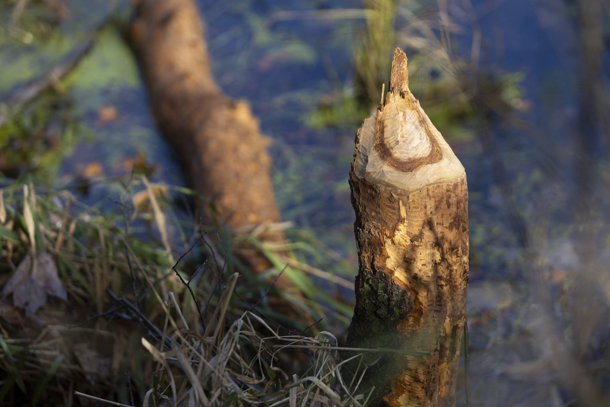 A tree impacted by beaver activity, Oct.