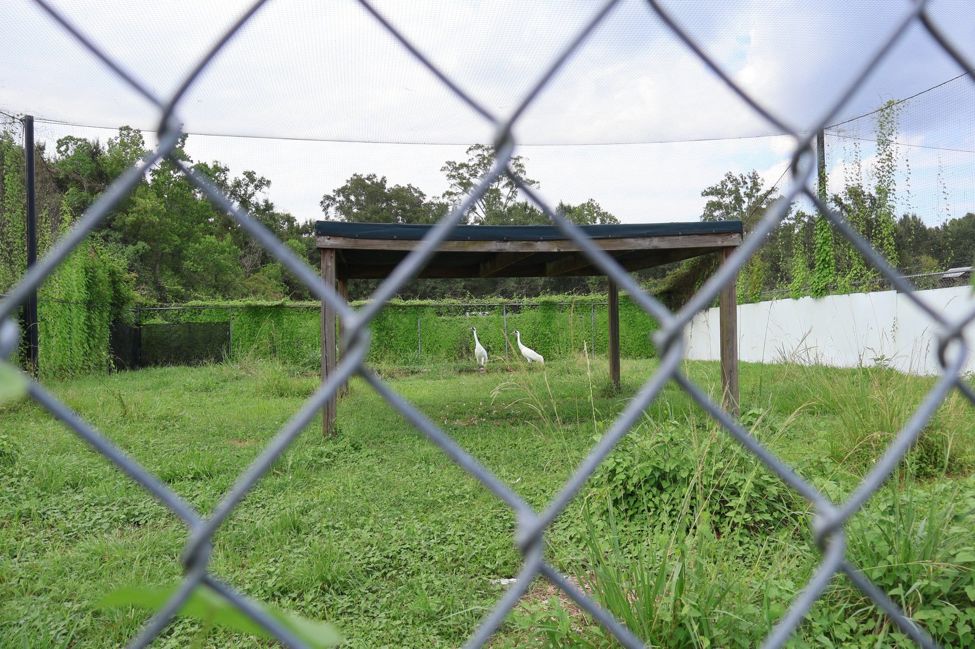 A pair of whooping cranes at the Freeport-McMoran Audubon Species Survival Center in New Orleans on August 4, 2026.