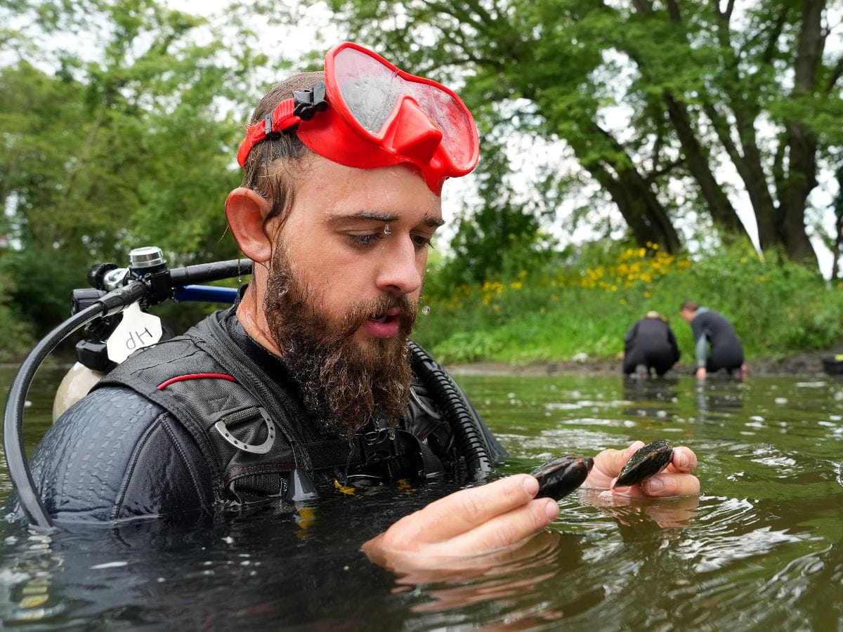 A diver holds up mussels from the river bottom