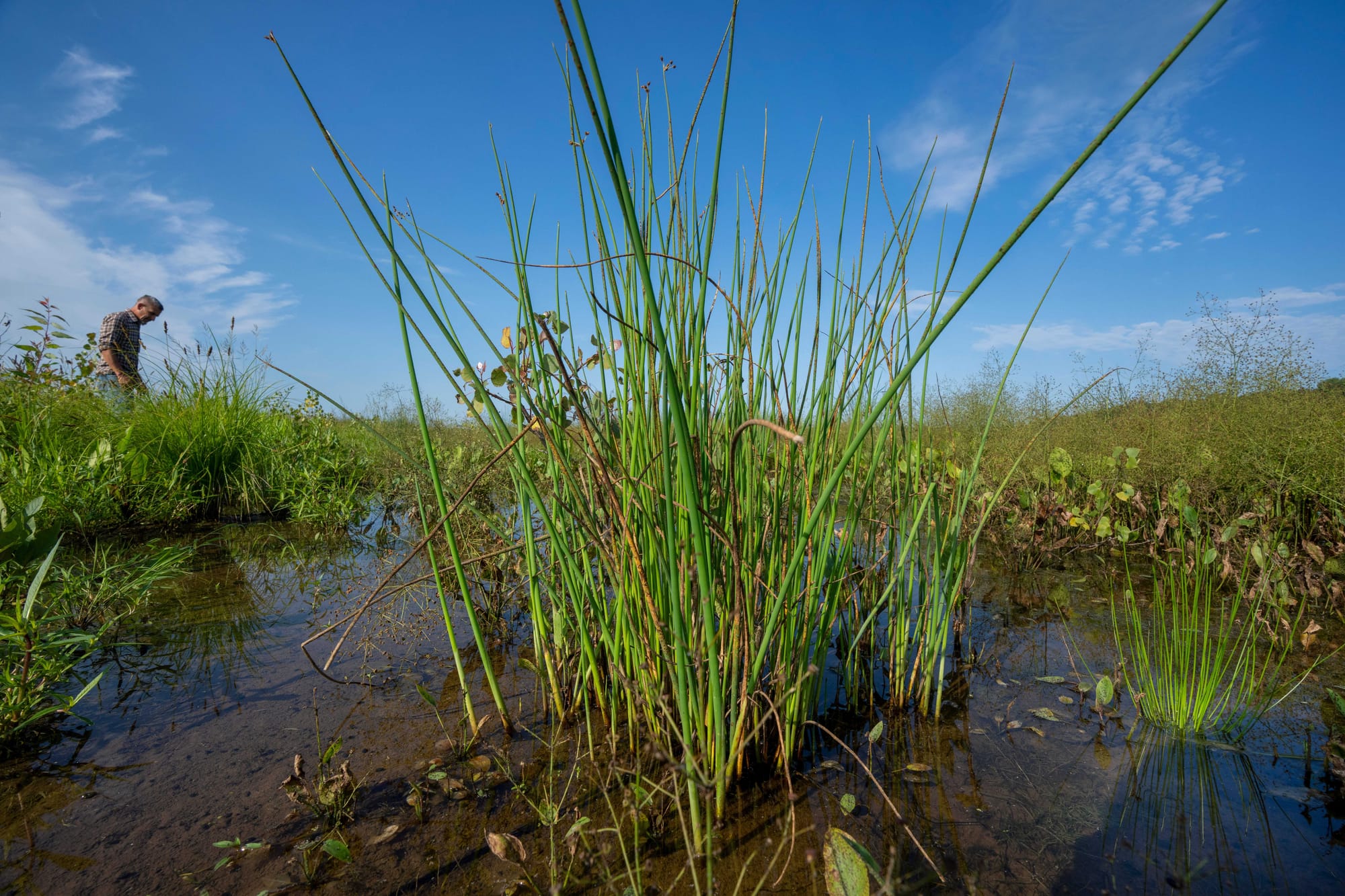 Tall grass in wetlands on a sunny day