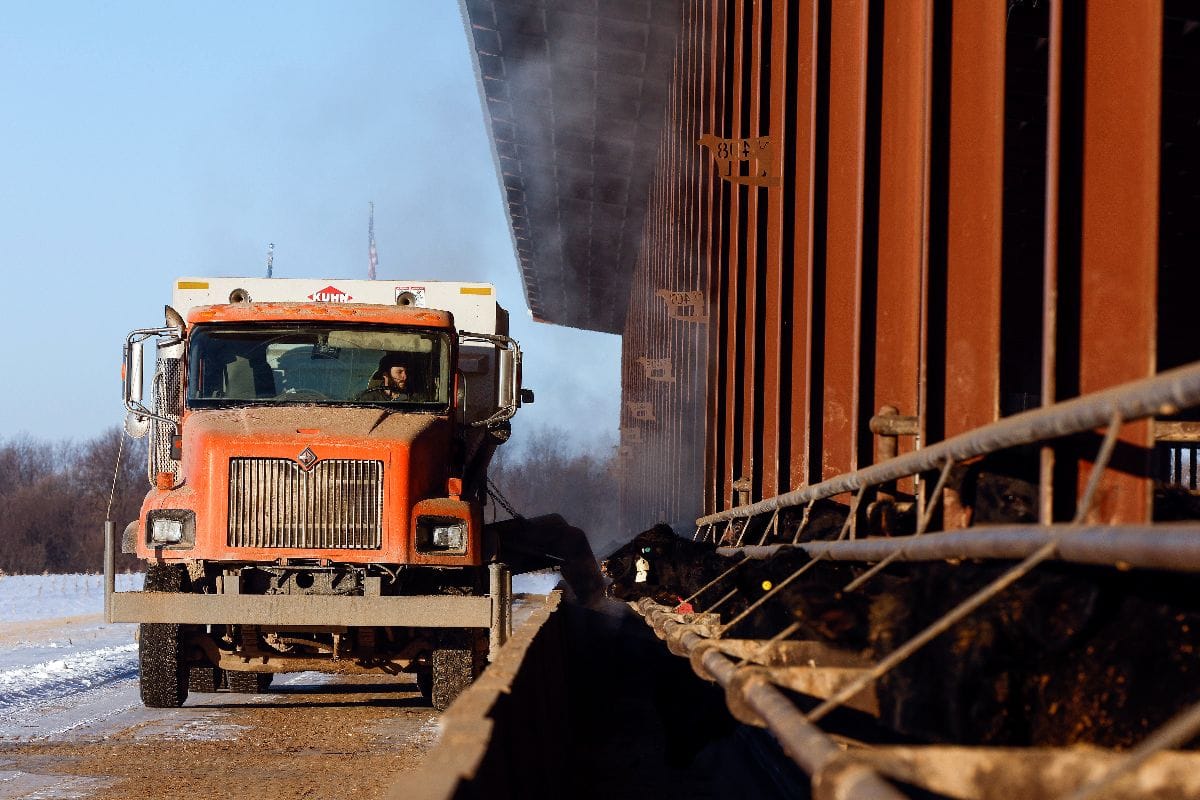 A truck drops off feed to cattle