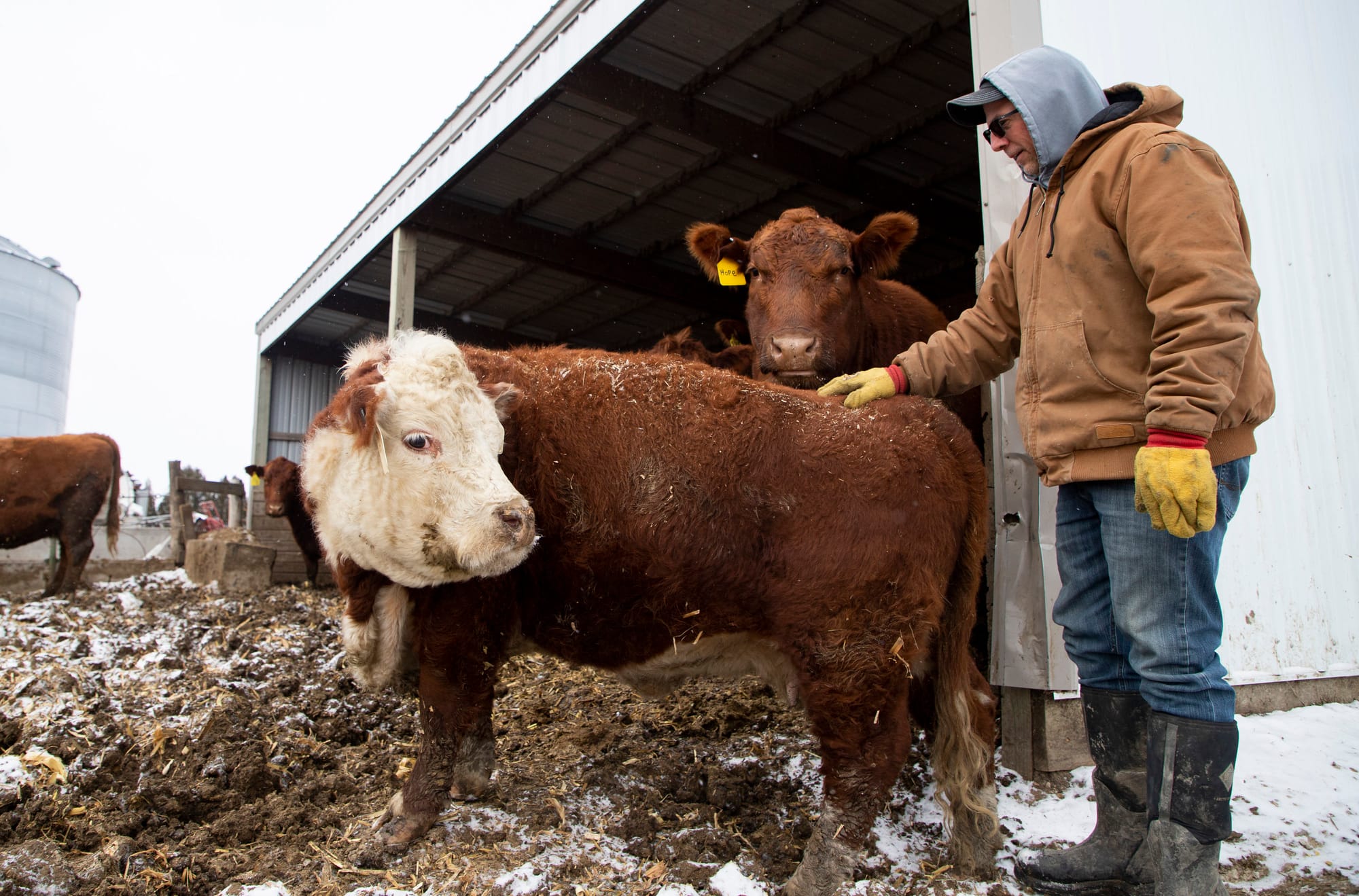 Farmer Lance Lillibridge pets a brown and white cow on his farm in Benton County, Iowa.