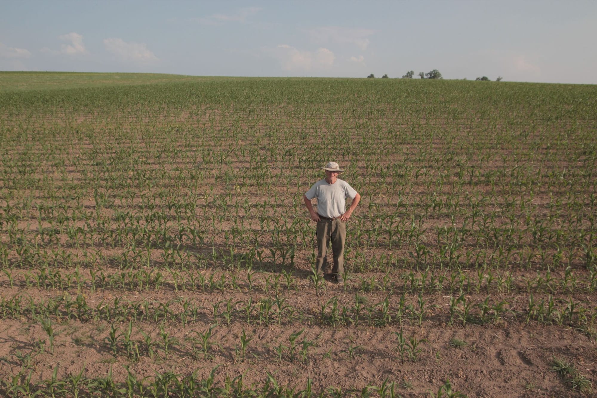 A farmer stands in a crop field
