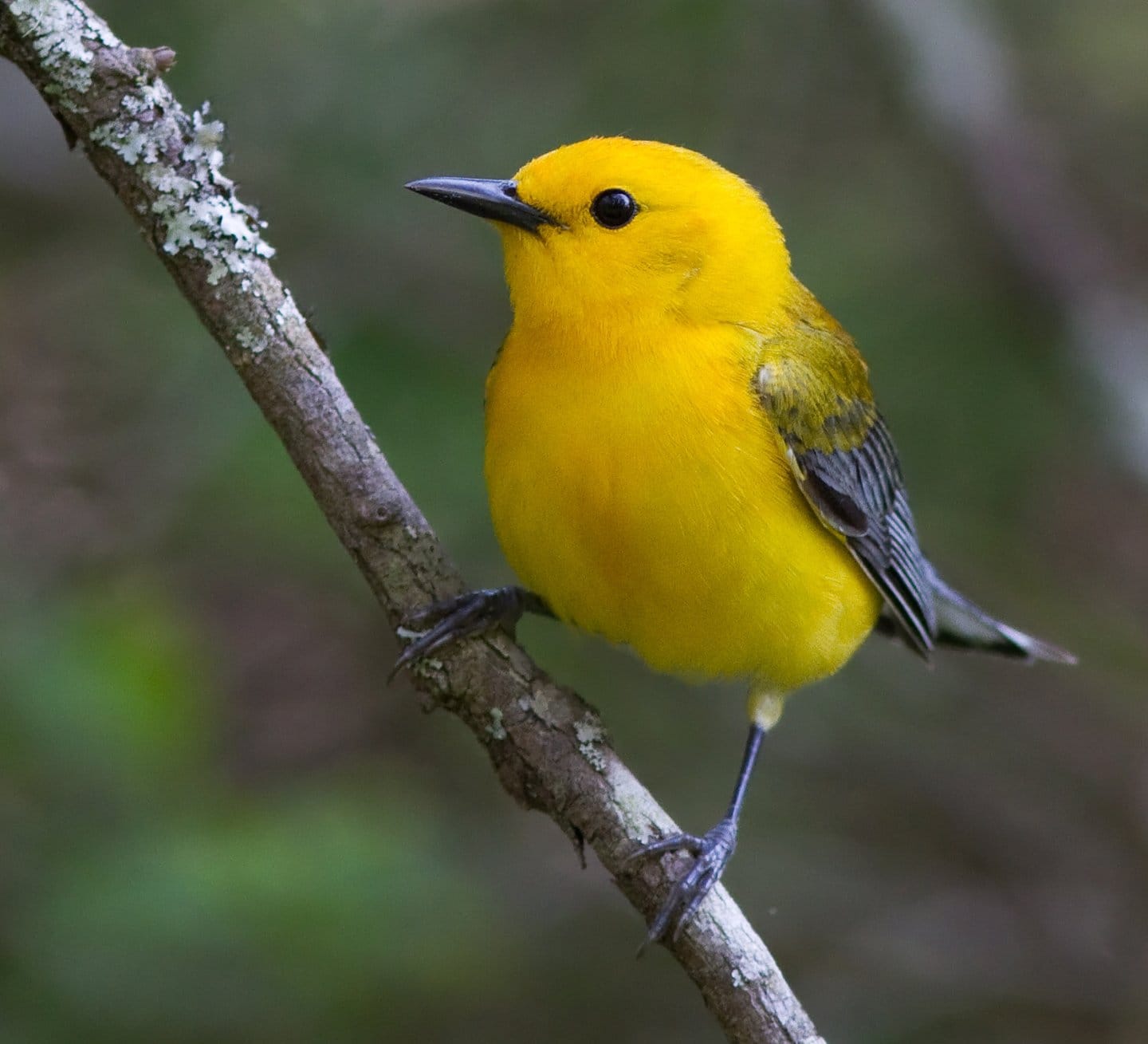 A small yellow bird rests on a branch