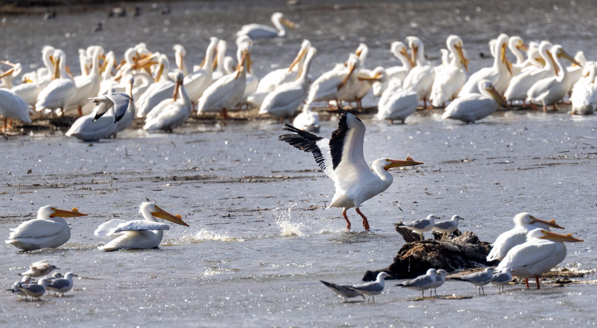 a gathering of white pelicans stand on. a shore