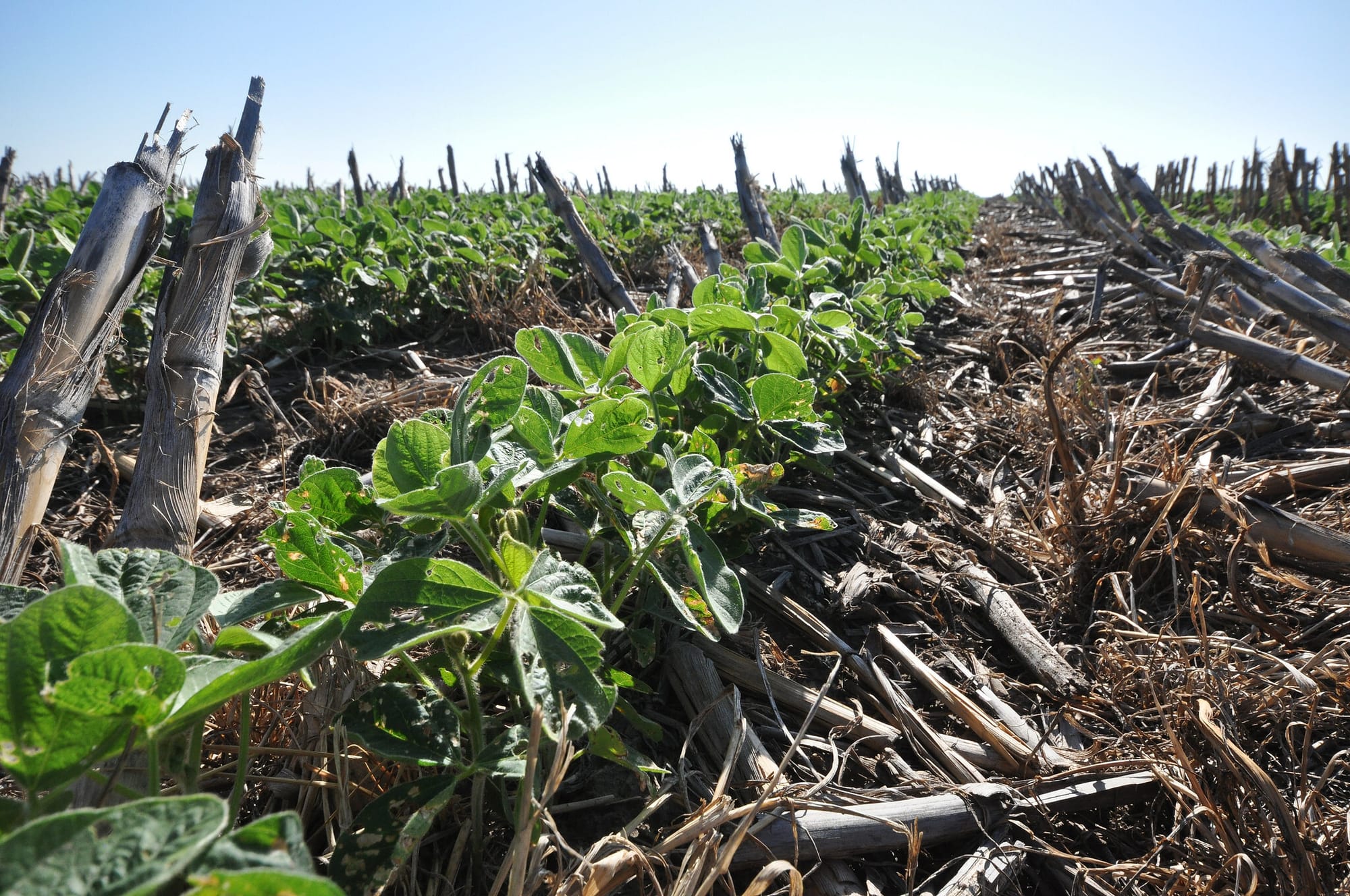 Young crops grow in a field