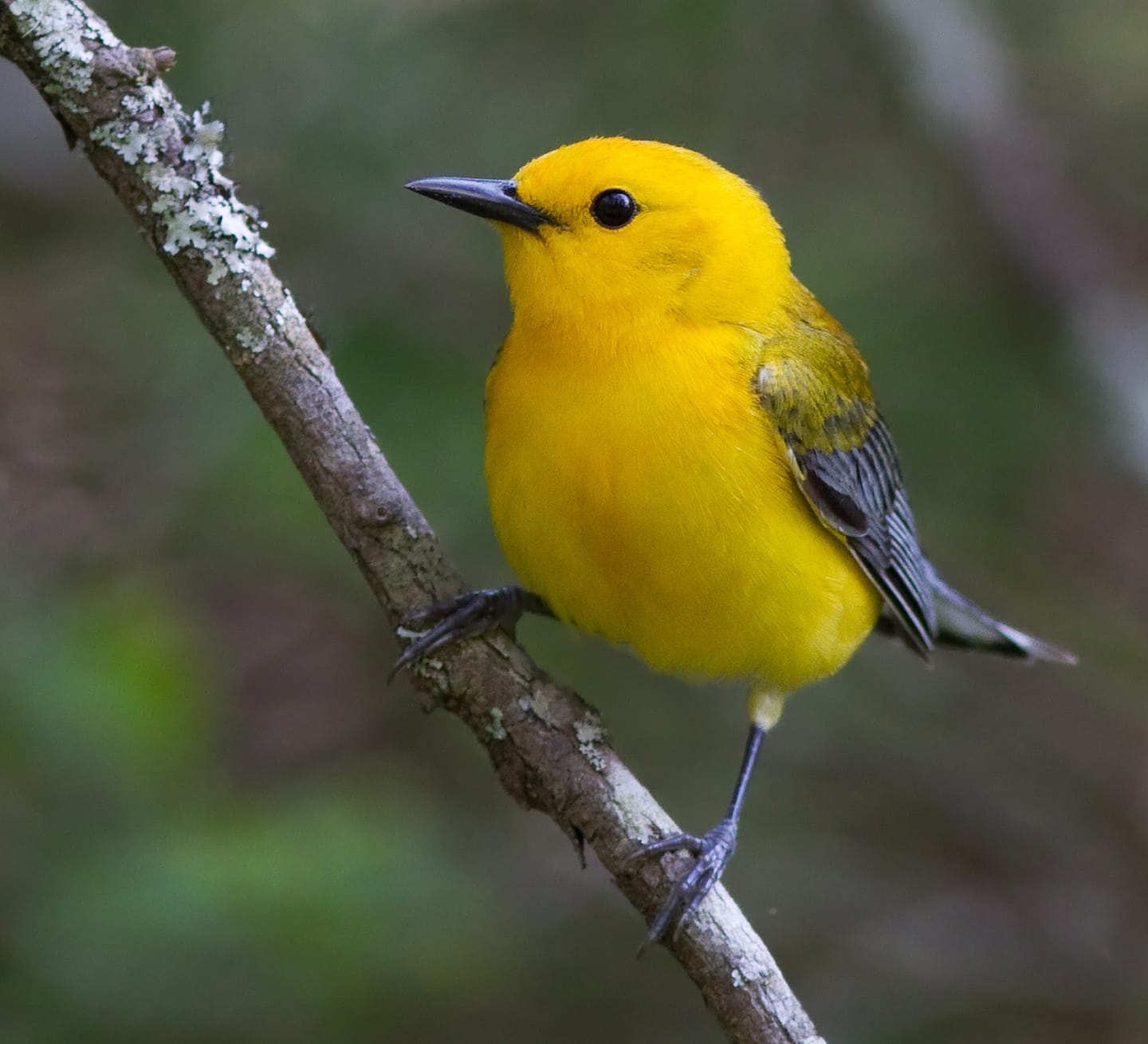 A small yellow bird on a branch