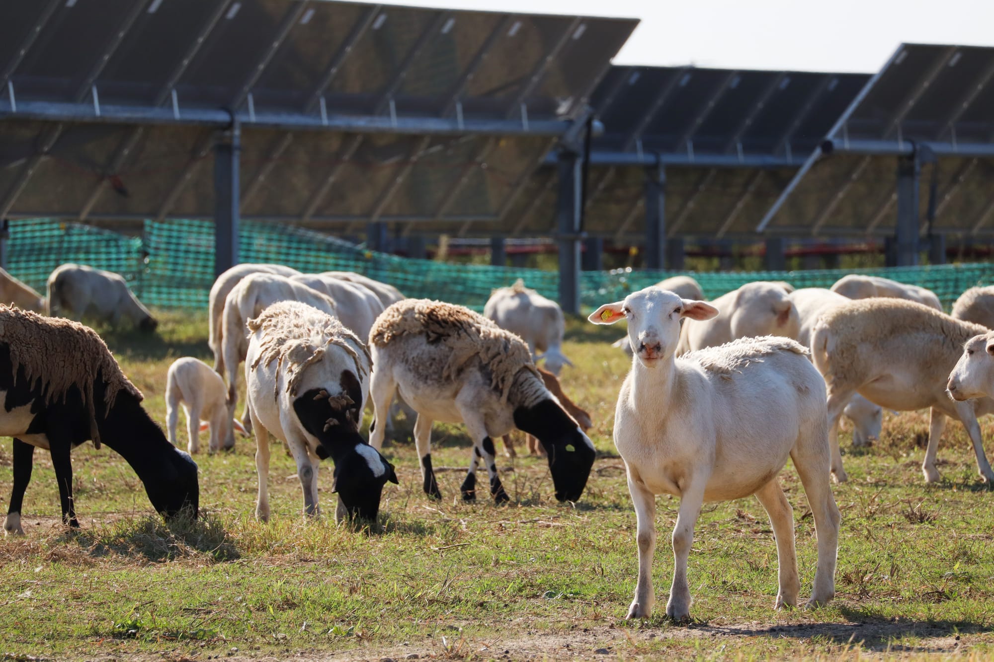 A herd of half-shaved sheep graze in a field under solar panels