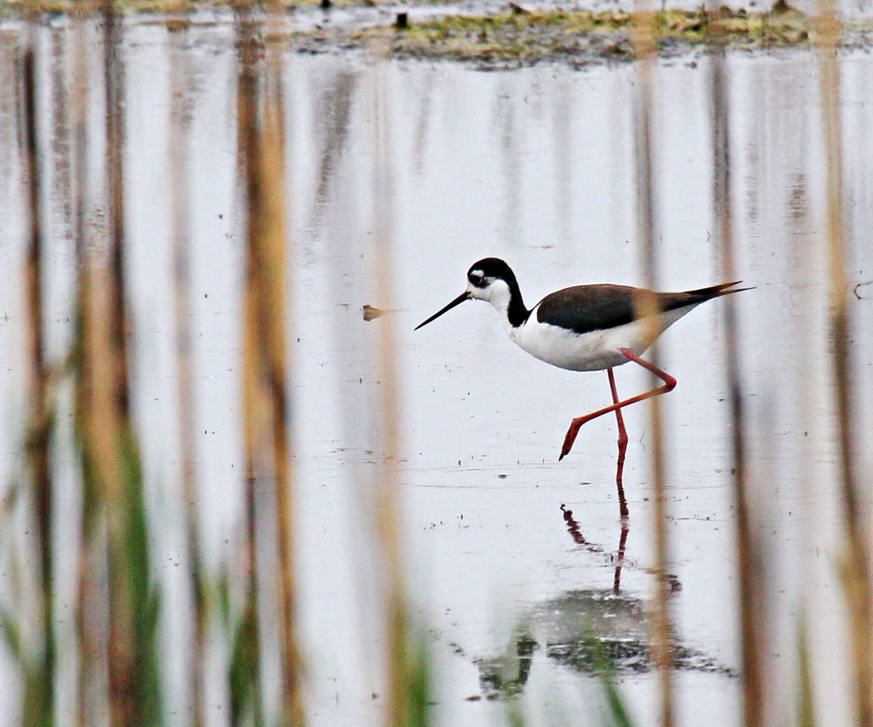 A black-necked stilt in a small pond in Wisconsin.